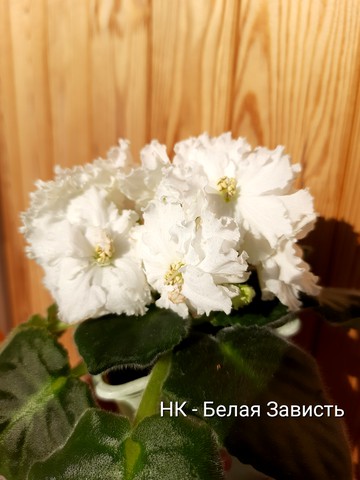 Фиалка Persian Prince (S.Sorano) Купить в ⁕ Mobids Plants ⁕