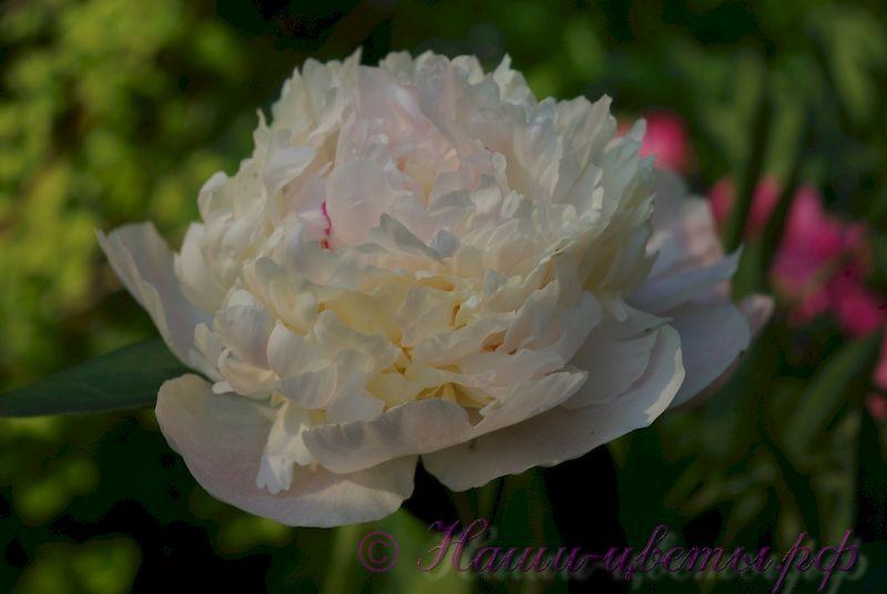 Peony Mothers Choice 60cm | Wholesale ...