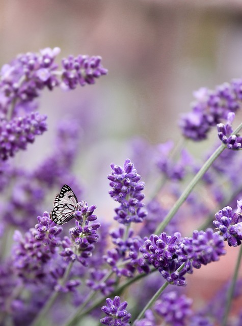 Free Photos | Lavender background material