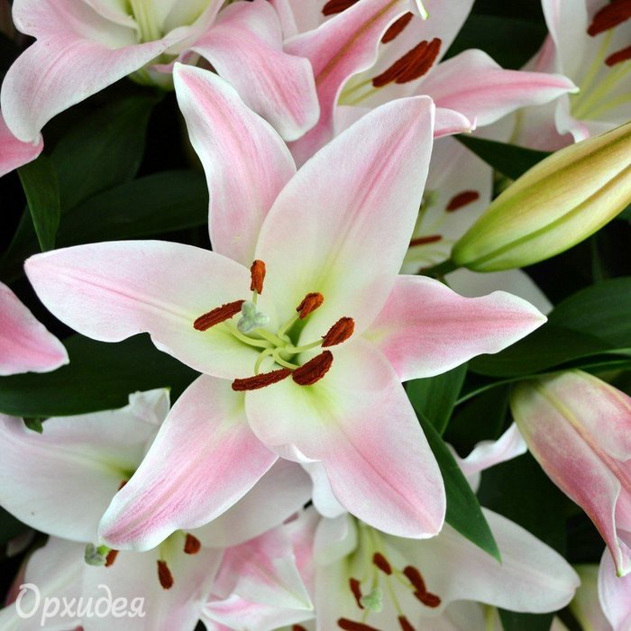 Lilium Oriental Beautytrend ...