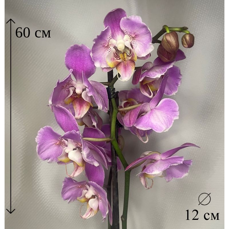 Орхидея Фаленопсис бабочка купить