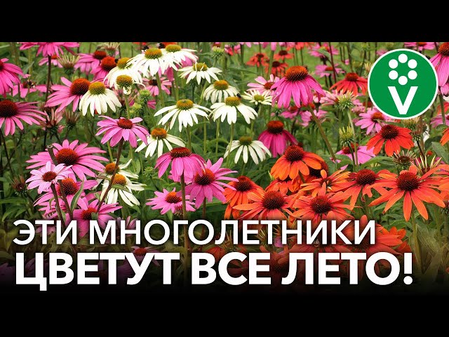 Многолетние цветы для дачи и сада: 95 ...