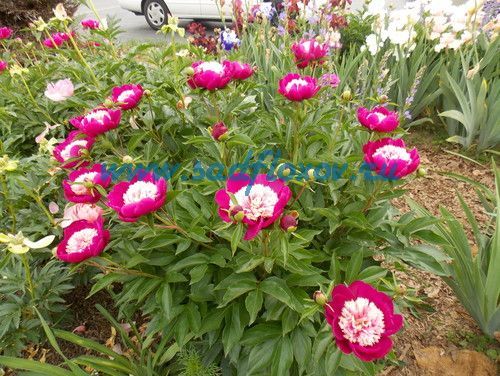 Пион Уайт Кэп (Paeonia White Cap) купить в Москве по низкой ...