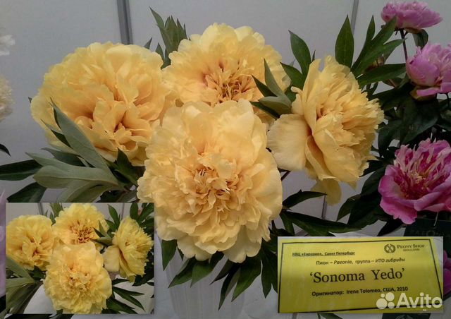 Пион Сонома ЙеДа (Paeonia Sonoma YeDo) купить в Москве по ...