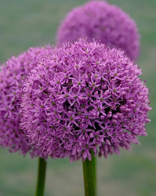 Купить Семена Лук голландский белый (Allium hollandicum f ...