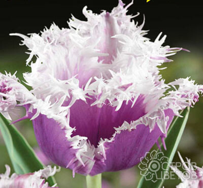 Tulipa 'Cummins' (Fringed Tulip)