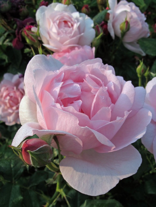 A woman mystery Red rose burgundy in drops of morning dew For ...