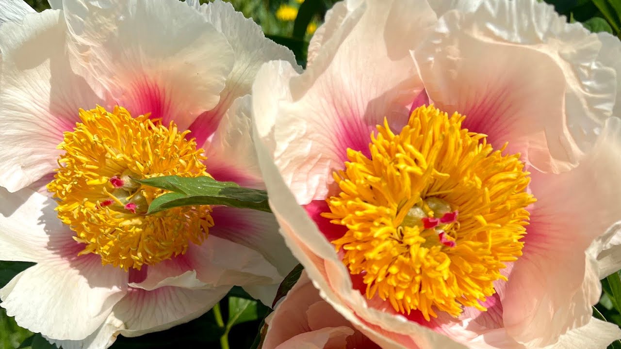 Paeonia 'Athena' 23W19 xPeony G2- | Paeonia 'Athena' 23W19 x ...