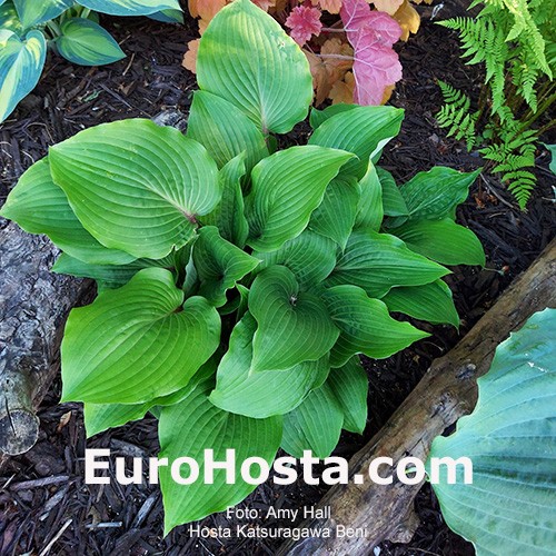 Praying Hands Hosta - Shade Perennial Medium Hosta Plant ...