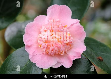 Camellia japonica 'Tinker Bell' – garden ruminations