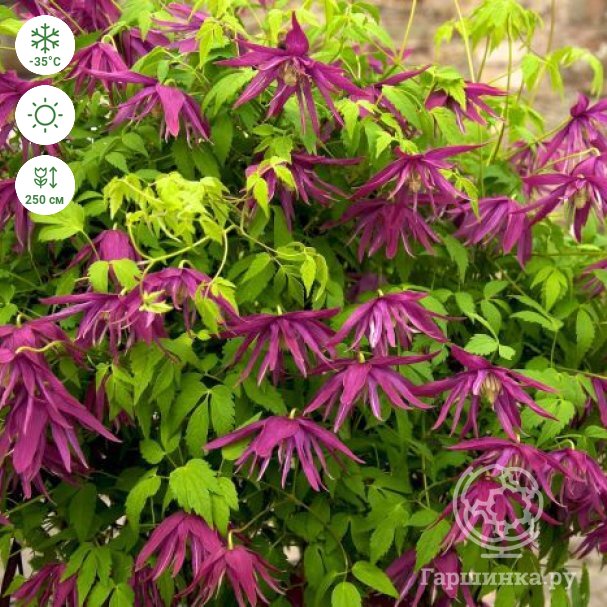 Clematis alpina ...