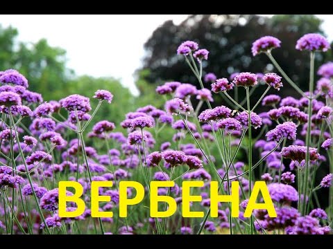 Вербена многолетняя Лекарственная – Bozin-Garden | Садовый центр