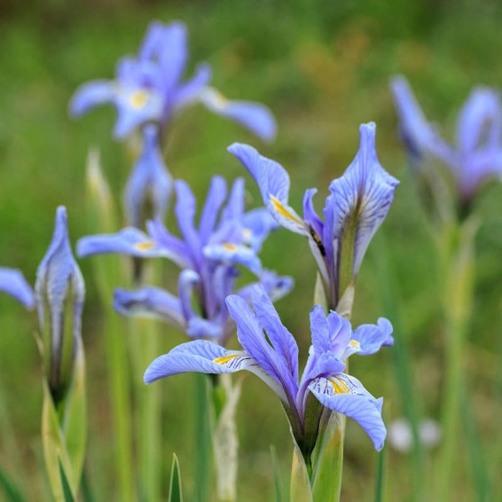 Southern Blue Flag Iris Seeds | Iris ...