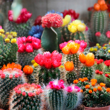 Цветок Кактуса Байя (Baja Cactus Blossom (Type)) - CandleScience