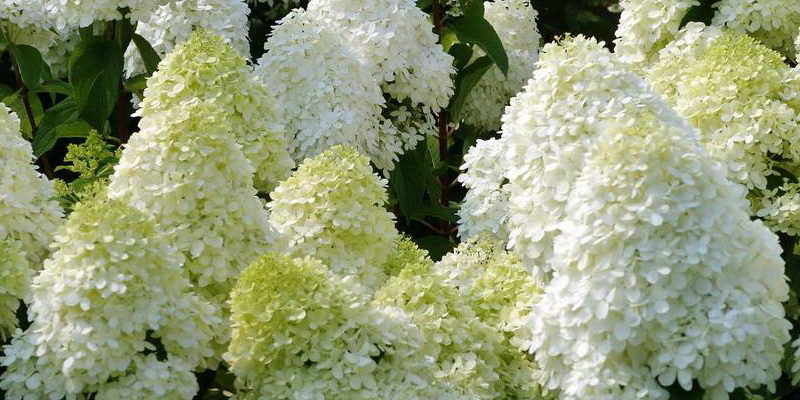 Гортензия метельчатая Юник (Hydrangea paniculata Unique) Р9 ...