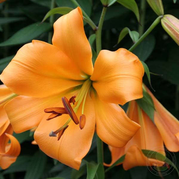 trumpet lily (Lilium (African Queen ...