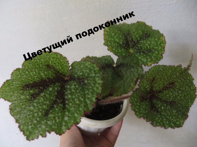 Бегония Бауэра (Begonia bowerae)