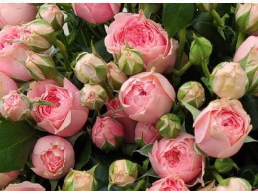 Noblesse® Spray-Rose 'Lovely Rokoko®' | Dehner