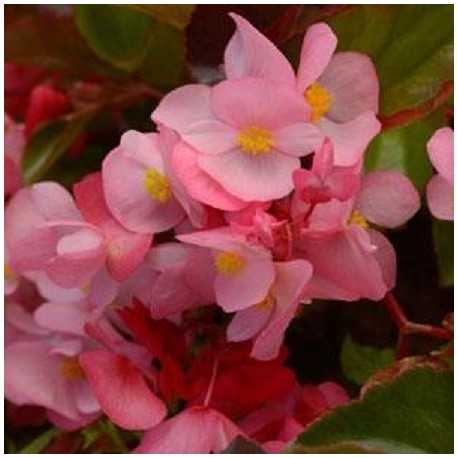 Begonia Megawatt TM Rose Bronze Leaf