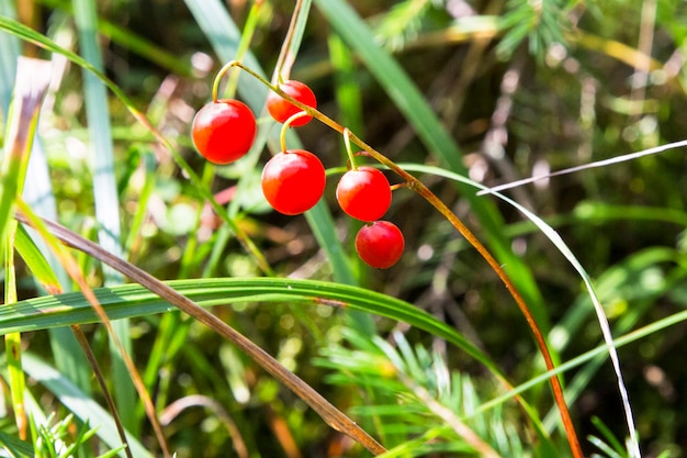 Оранжевые Ягоды Ландыша Или Convallaria Majalis Ядовитые ...