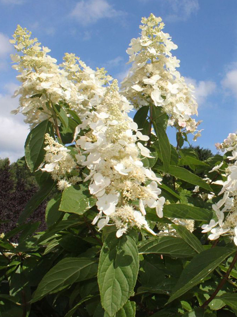 Гортензия метельчатая 'Kyushu' (Hydrangea paniculata 'Kyushu ...