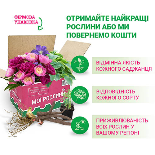 Хоста та багаторічники від Ірини. Продаж. 0969706400 Viber ...