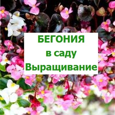 Бегония вечноцветущая: посадка и уход в открытом грунте, виды ...