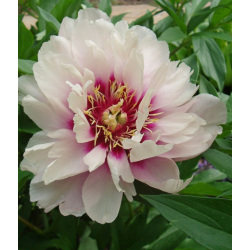 Peony Cora Louise (Cora Louise ...