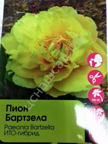 Пион гибридный 'Бартцелла' / Paeonia ITOH 'Bartzella'