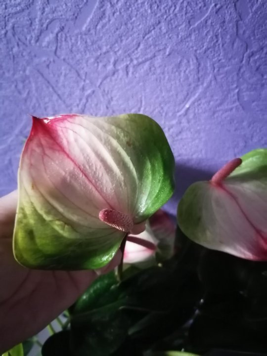 Anthurium Spirit, a miniature handsome man - YouTube