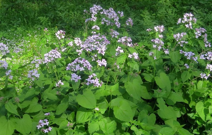 Лунария (Lunaria Annua)