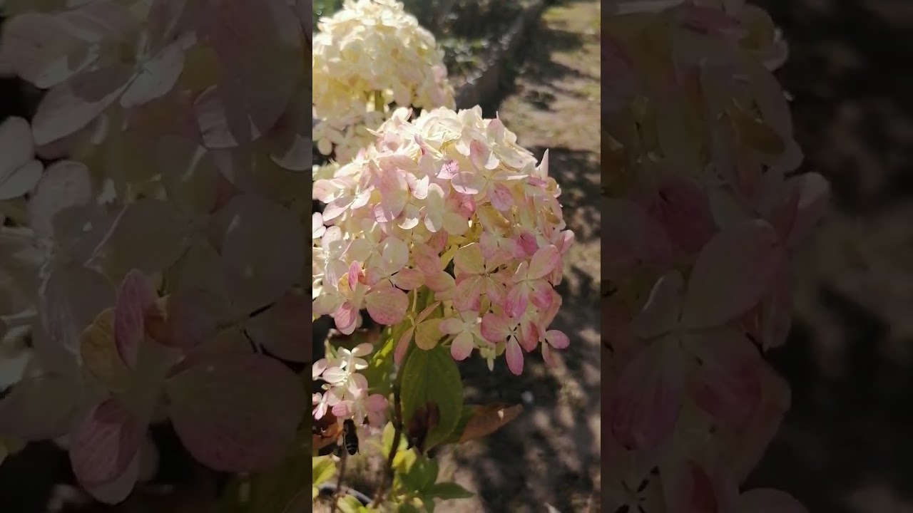 Hydrangea pan. 'Little ...