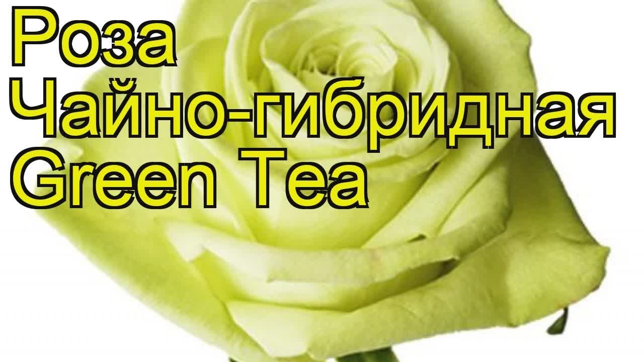 Купить роза super green (супер грин) Цена, фото, описание ...