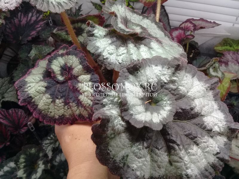 Begonia Rex Arctic Twist 