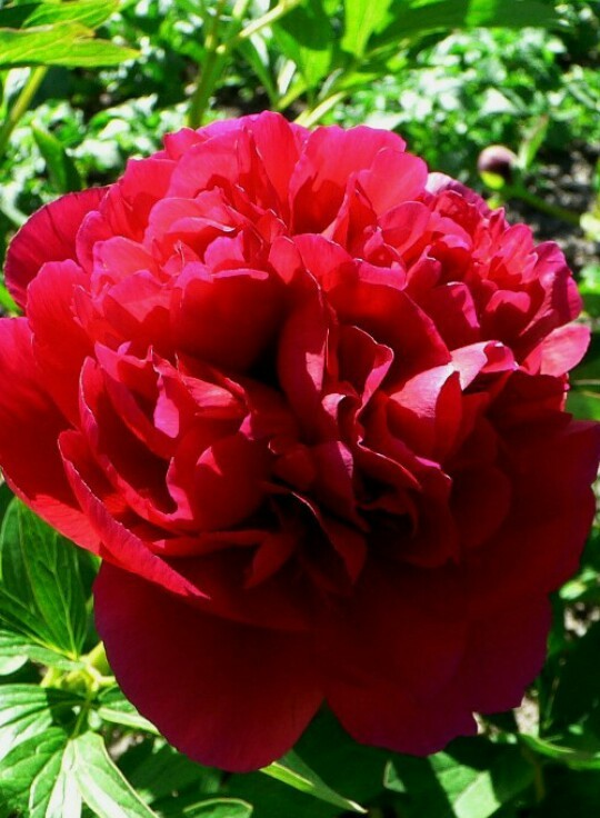 Пион молочноцветковый Генри Бокстос ~ Paeonia lactiflora ...