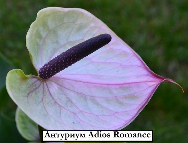 Anthurium Andr. Karma Purple Purplestone Süs Bitkileri Ve ...