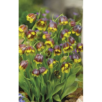 Plant in a Box - Tulip Bulbs 'Dreamer' - Quantity: 25 ...