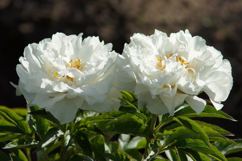 Artificial Flowers in Vase, Peonies ...