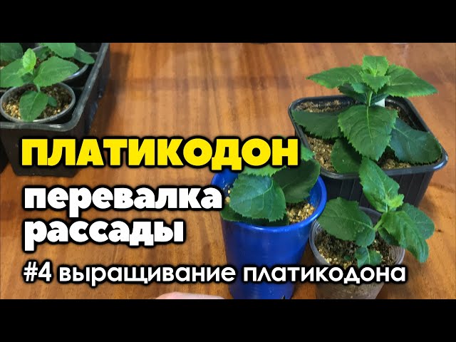 Купить корневища и саженцы платикодона ...