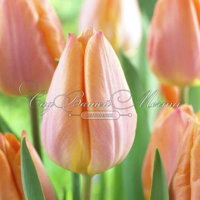 Tulipa Single Early 'Salmon Prince' Tulip from ADR Bulbs