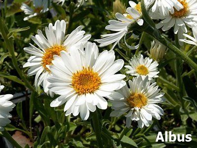 Астра (Aster) | ПИТОМНИК РАСТЕНИЙ ...