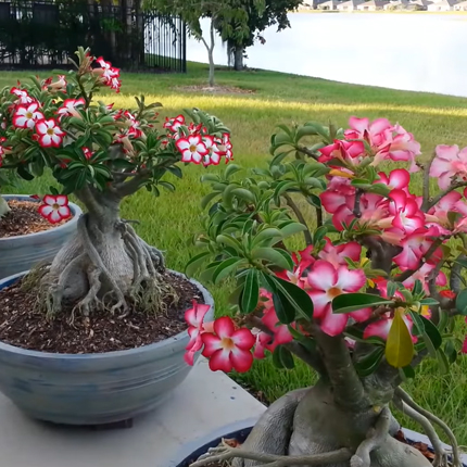 Нолина отогнутая (Nolina (Beucarnea) recurvata) (Растения ...