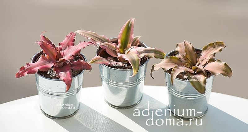 Растение ⌀ 5 Cryptanthus BIVITTATUS 'RED STAR' (Криптантус ...