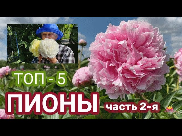 Каталог пионов в городе Санкт-Петербург предложения в наличии ...