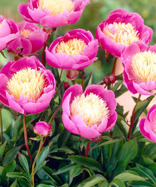 Bowl of Beauty Peony, Paeonia lactiflora | American Meadows