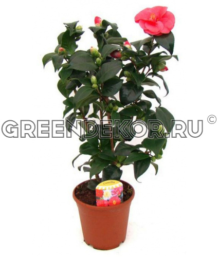 Seagrave Nurseries - Camelia Japonica ball on stem 195 ...