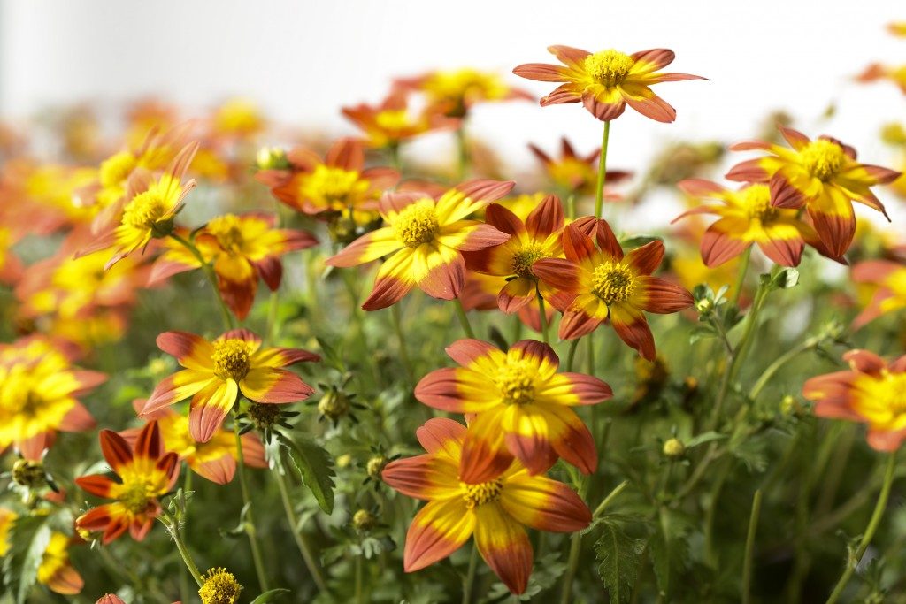 Биденс (Bidens) — Питомник Летний сад