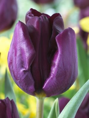 Purple Lady Botanical stockphoto - F-Views