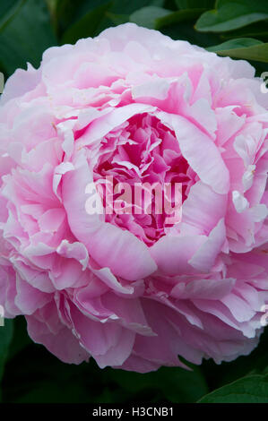 Dresden Pink | Warmerdam Paeonia