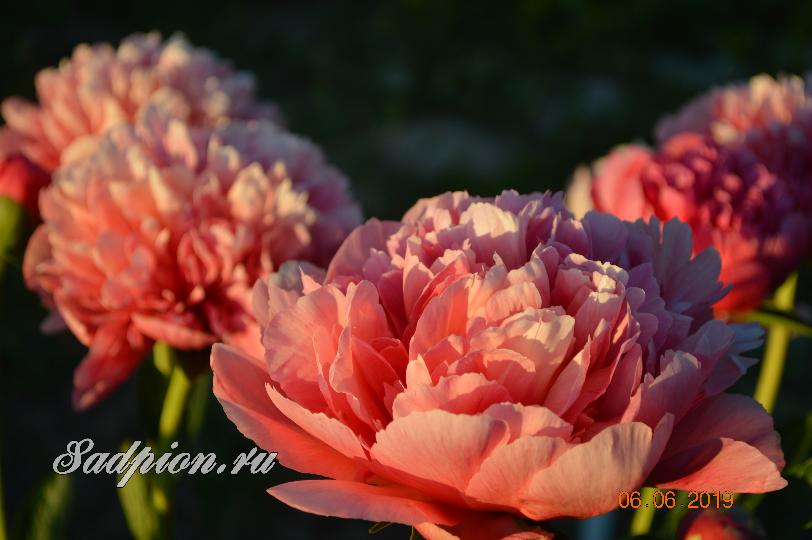 Пион Paeonia Lorelei